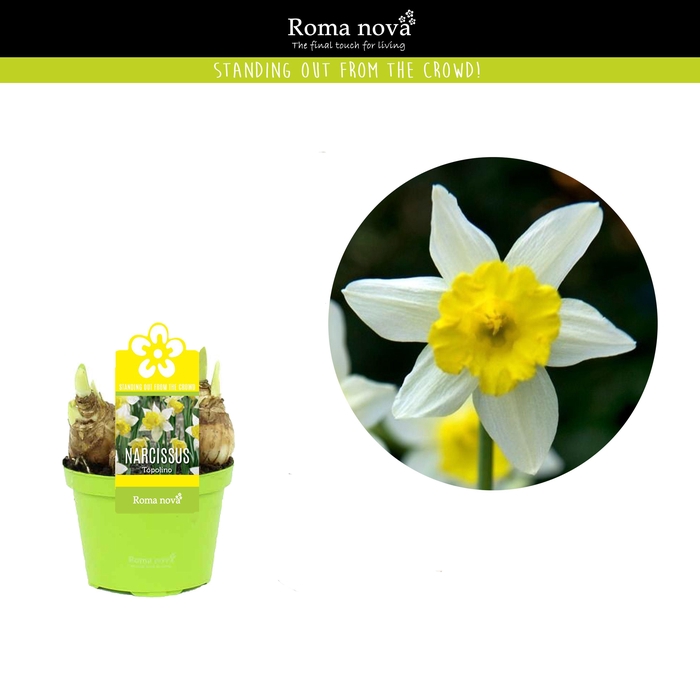 <h4>Narcissus Topolino 9cm</h4>