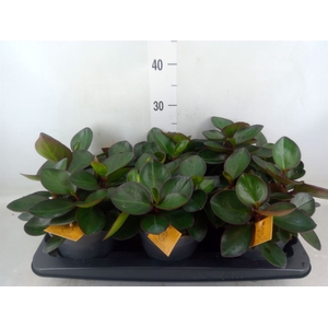 Peperomia clusiifolia 'Red Margin'