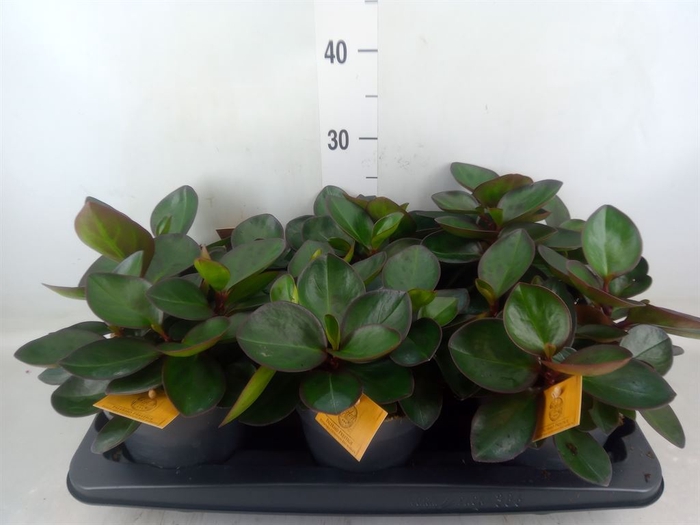 <h4>Peperomia clusiifolia 'Red Margin'</h4>
