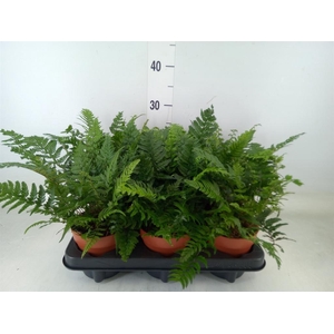 Polystichum tsussimense
