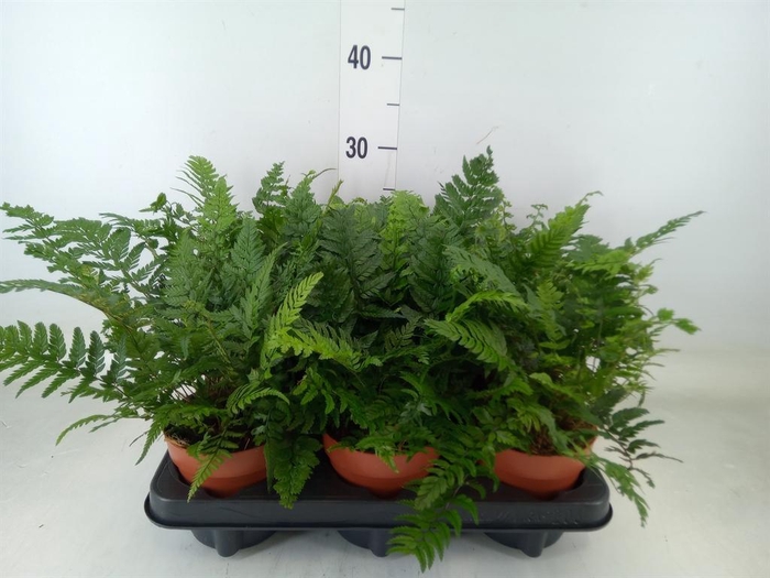 <h4>Polystichum tsussimense</h4>
