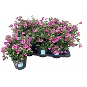 ANIS CAP EL PRINCESS