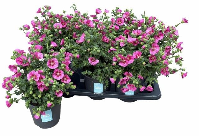 <h4>ANIS CAP EL PRINCESS</h4>