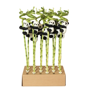 Lucky Bamboo Stem Spiral 60cm in Tube & Karton Tray