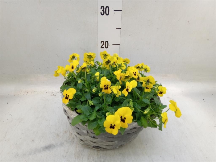 <h4>Viola corn.   ...</h4>