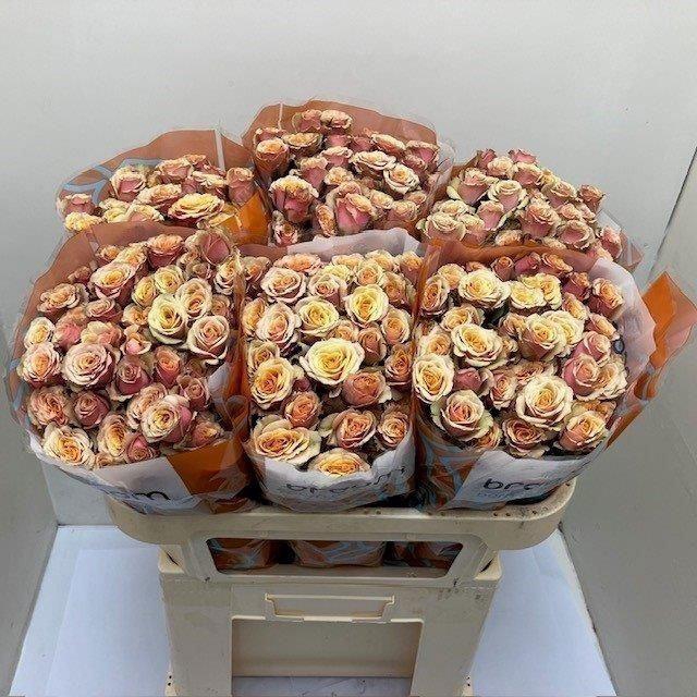 <h4>ROSA TR 'ANTIGUA'</h4>