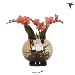 Kolibri Orchids Phalaenopsis Roots orange in glas bowl brown