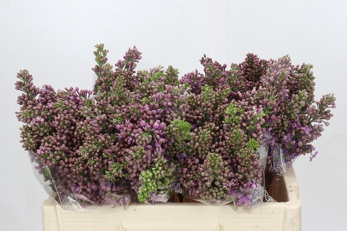 <h4>Syringa Vulg Ruhm Von Horstenstein</h4>