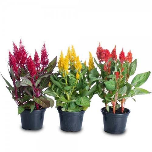 CELOSIA VARIADO P15