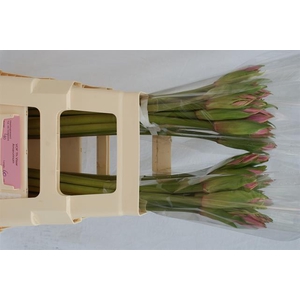 AMARCRINUM