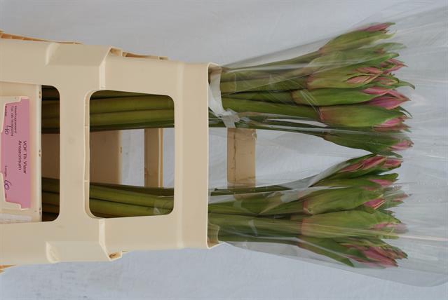 AMARCRINUM