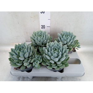 Pachyphytum  'Corvus'