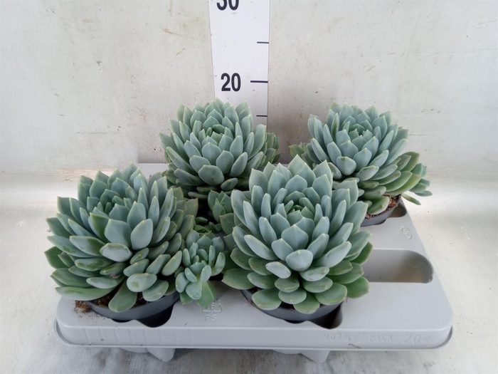 <h4>Pachyphytum  'Corvus'</h4>