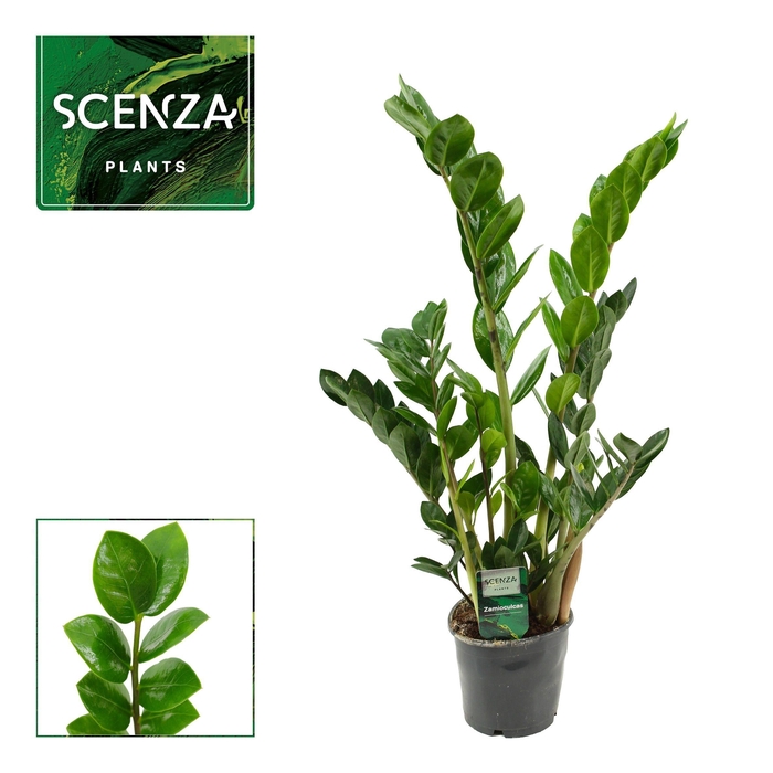 <h4>Zamioculcas Lima 12 cm Scenza 65 cm, 3+ veren</h4>