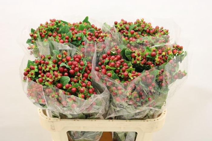 <h4>HYP MAG SEASONS</h4>