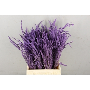 DF Lavender Bs Milka