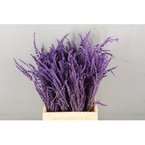DF Lavender Bs Milka