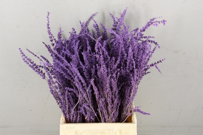 <h4>DF Lavender Bs Milka</h4>