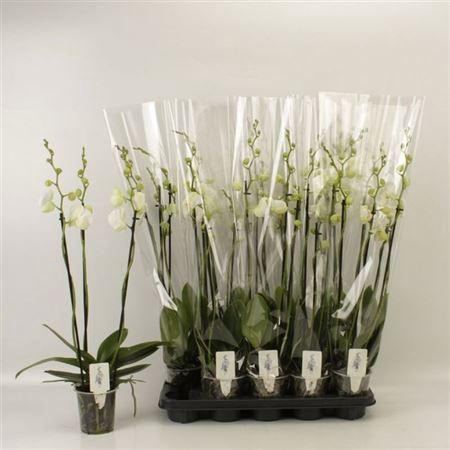 <h4>** Phal Ov Wit 3 Branches 21+ * Spring Deal *</h4>