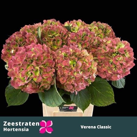 <h4>Hydr M Ch Verena Cl</h4>