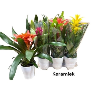ARR GUZMANIA