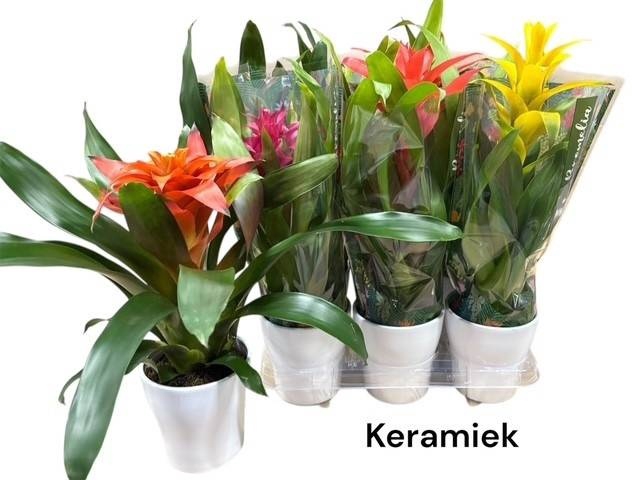 <h4>ARR GUZMANIA</h4>