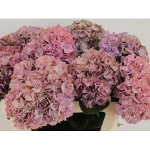 HYDR M MAG SWEE RUBY