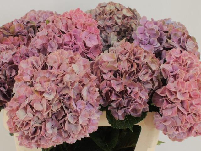 <h4>HYDR M MAG SWEE RUBY</h4>