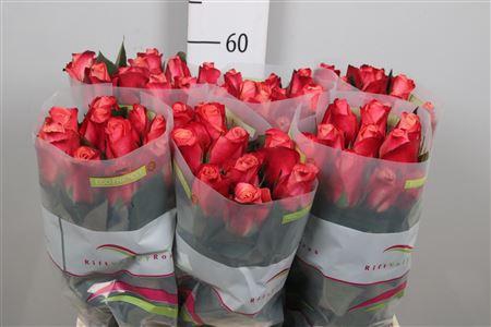 <h4>R Gr Helene</h4>