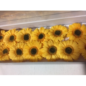 Gerbera mini geel