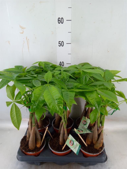 <h4>Pachira aquatica</h4>