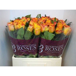 Rosa a grande fleur Easy Fashion