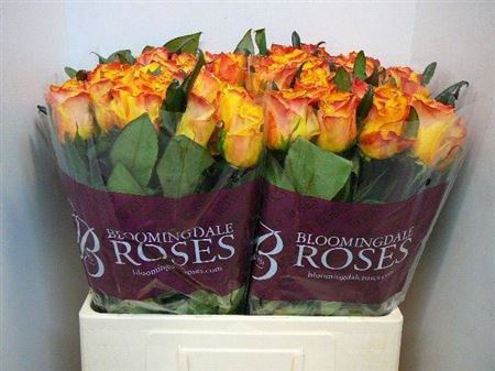 <h4>Rosa a grande fleur Easy Fashion</h4>