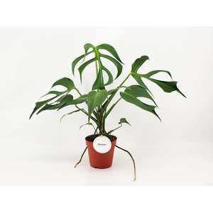 Monstera