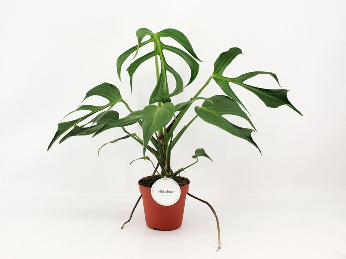 <h4>Monstera</h4>