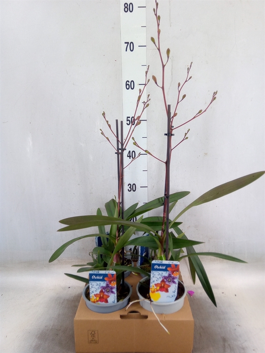 <h4>Orchideeen   ...</h4>