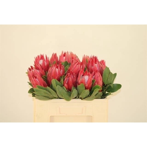 PROTEA CY MADIBA