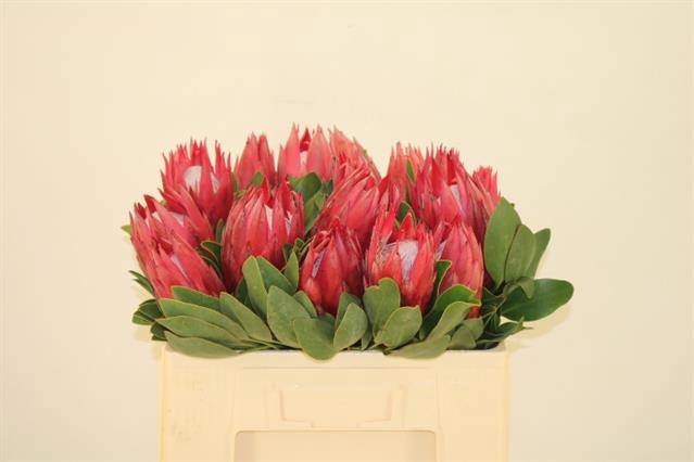 <h4>PROTEA CY MADIBA</h4>