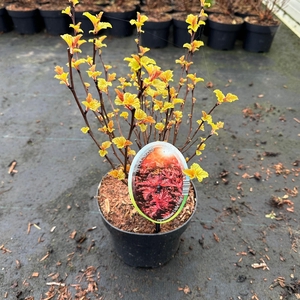 Physocarpus opulifolius Little Angel ('Hoogi016'PBR)