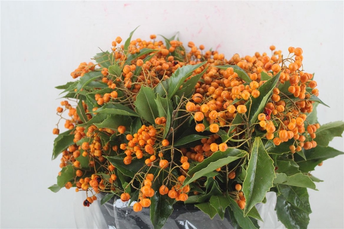 <h4>Pittosp Rombifolia P Bunch</h4>