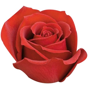 ROSA SAMOURAI 040 CM ESTUFA