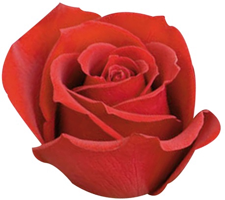 ROSA SAMOURAI 050 CM ESTUFA
