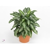 Aglaonema Jubilee Petite (Decorum)