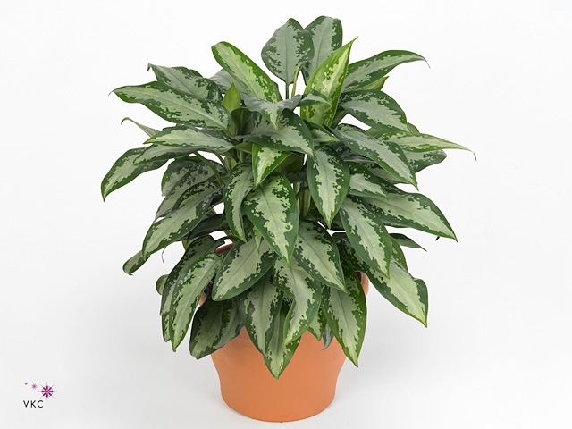 Aglaonema Jubilee Petite (Decorum)