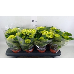 Hydrangea mac. 'Hi White Sun'