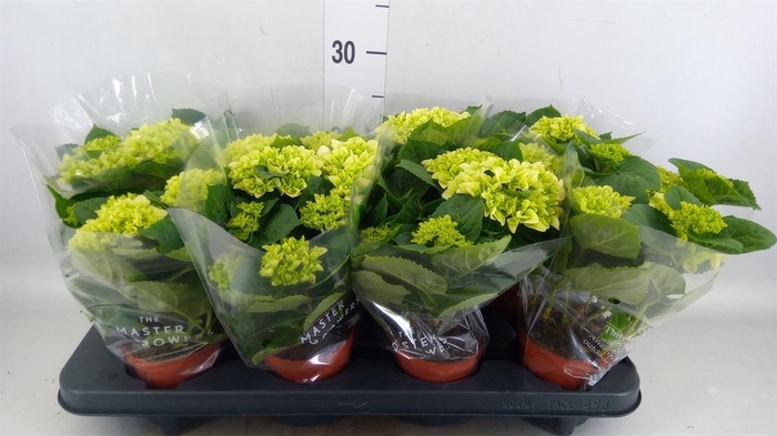 <h4>Hydrangea mac. 'Hi White Sun'</h4>