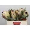 Protea Barbigera Ice Queen Air