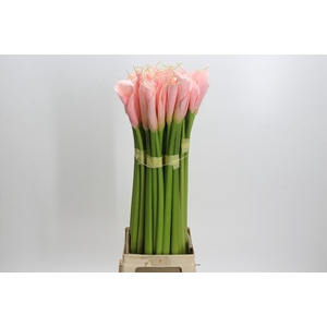 Zantedeschia Eydolls Salmon