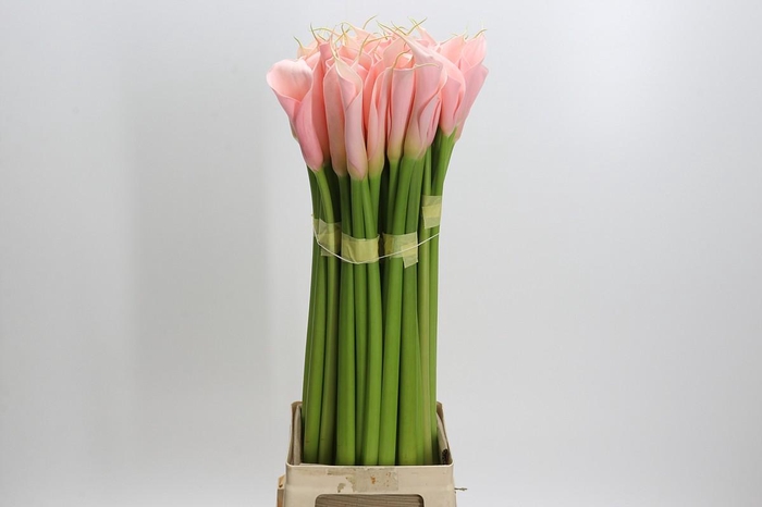 <h4>Zantedeschia Eydolls Salmon</h4>