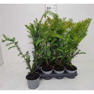 TAXUS BACCATA